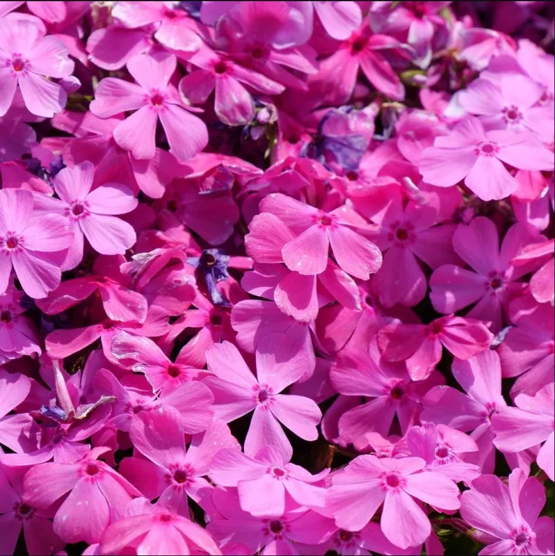 Creeping Phlox Pink Diamond Live Plants – Pack of 3 Starter Plugs, 1-4 Inch, Outdoor Groundcover - Image 2