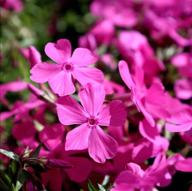 Creeping Phlox Pink Diamond Live Plants – Pack of 3 Starter Plugs, 1-4 Inch, Outdoor Groundcover Creeping Phlox Pink Diamond Live Plants – Pack of 3 Starter Plugs, 1-4 Inch, Outdoor Groundcover - Image 3