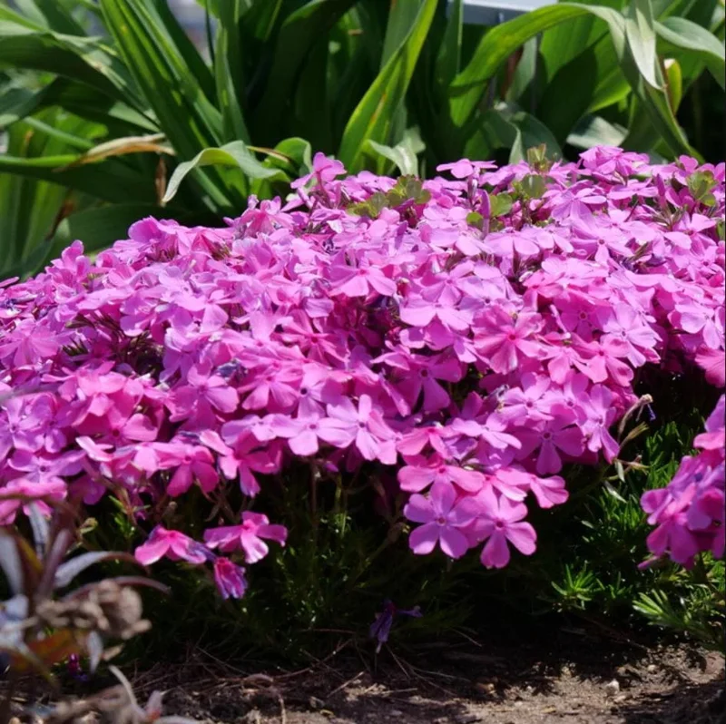 Creeping Phlox Pink Diamond Live Plants – Pack of 3 Starter Plugs, 1-4 Inch, Outdoor Groundcover Creeping Phlox Pink Diamond Live Plants – Pack of 3 Starter Plugs, 1-4 Inch, Outdoor Groundcover - Image 4