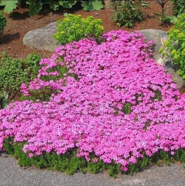 Creeping Phlox Pink Diamond Live Plants – Pack of 3 Starter Plugs, 1-4 Inch, Outdoor Groundcover Creeping Phlox Pink Diamond Live Plants – Pack of 3 Starter Plugs, 1-4 Inch, Outdoor Groundcover - Image 6