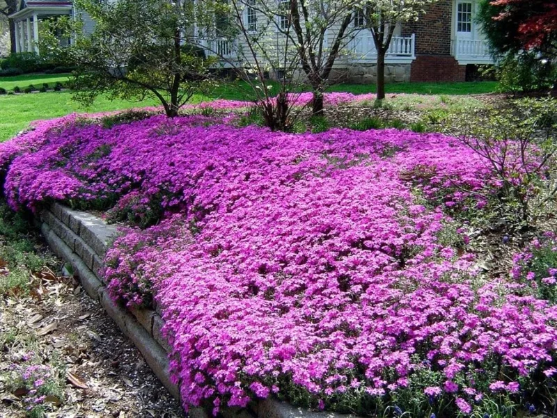 Creeping Phlox Pink Diamond Live Plants – Pack of 3 Starter Plugs, 1-4 Inch, Outdoor Groundcover Creeping Phlox Pink Diamond Live Plants – Pack of 3 Starter Plugs, 1-4 Inch, Outdoor Groundcover - Image 7