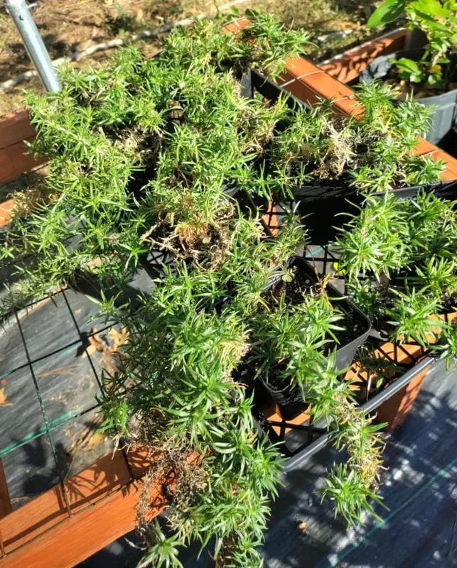 Creeping Phlox Pink Diamond Live Plants – Pack of 3 Starter Plugs, 1-4 Inch, Outdoor Groundcover Creeping Phlox Pink Diamond Live Plants – Pack of 3 Starter Plugs, 1-4 Inch, Outdoor Groundcover - Image 8