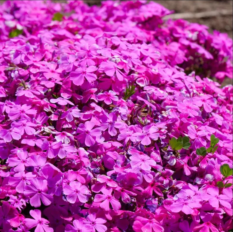 Creeping Phlox Pink Diamond Live Plants – Pack of 3 Starter Plugs, 1-4 Inch, Outdoor Groundcover - Image 1