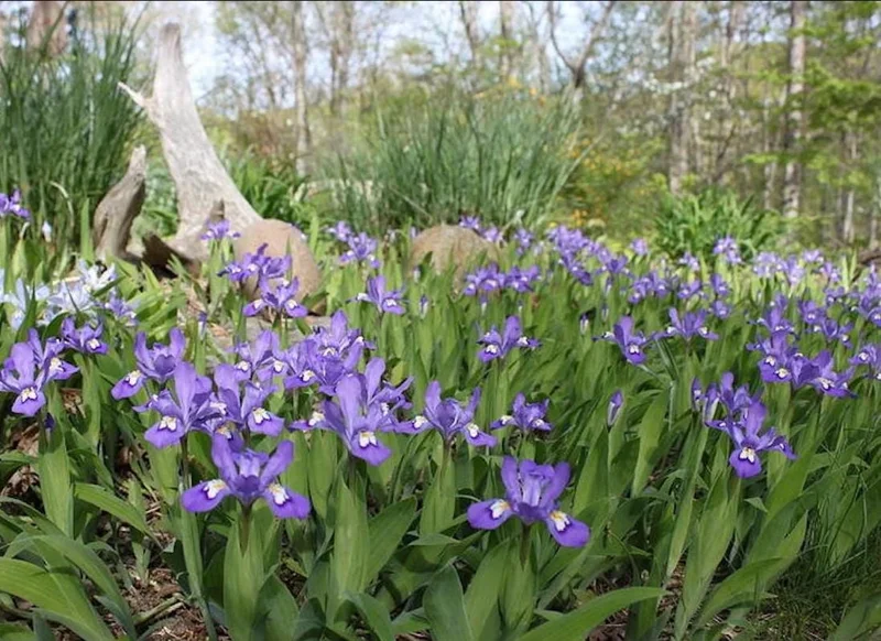 Crested Wild Iris Bare Root Plants - Set of 10 - Iris cristata - Perennial Woodland Flower Crested Wild Iris Bare Root Plants - Set of 10 - Iris cristata - Perennial Woodland Flower - Image 3