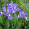 Crested Wild Iris Bare Root Plants - Set of 10 - Iris cristata - Perennial Woodland Flower - Image 1