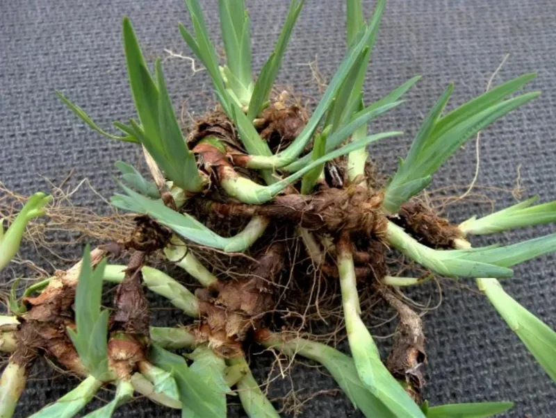 Crested Wild Iris Bare Root Plants - Set of 10 - Iris cristata - Perennial Woodland Flower Crested Wild Iris Bare Root Plants - Set of 10 - Iris cristata - Perennial Woodland Flower - Image 5