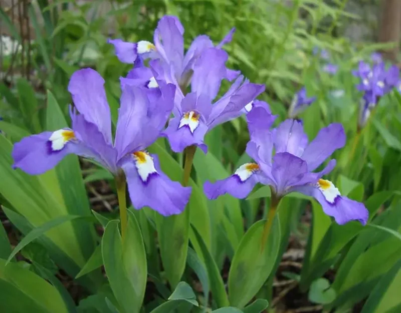 Crested Wild Iris Plant - Set of 5 Bare Roots - Iris cristata - Outdoor Perennial Flower Crested Wild Iris Plant - Set of 5 Bare Roots - Iris cristata - Outdoor Perennial Flower - Image 3