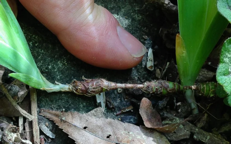 Crested Wild Iris Plant - Set of 5 Bare Roots - Iris cristata - Outdoor Perennial Flower Crested Wild Iris Plant - Set of 5 Bare Roots - Iris cristata - Outdoor Perennial Flower - Image 5