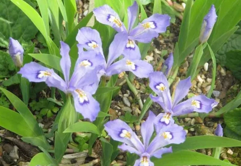 Crested Wild Iris Plant - Set of 5 Bare Roots - Iris cristata - Outdoor Perennial Flower Crested Wild Iris Plant - Set of 5 Bare Roots - Iris cristata - Outdoor Perennial Flower - Image 6