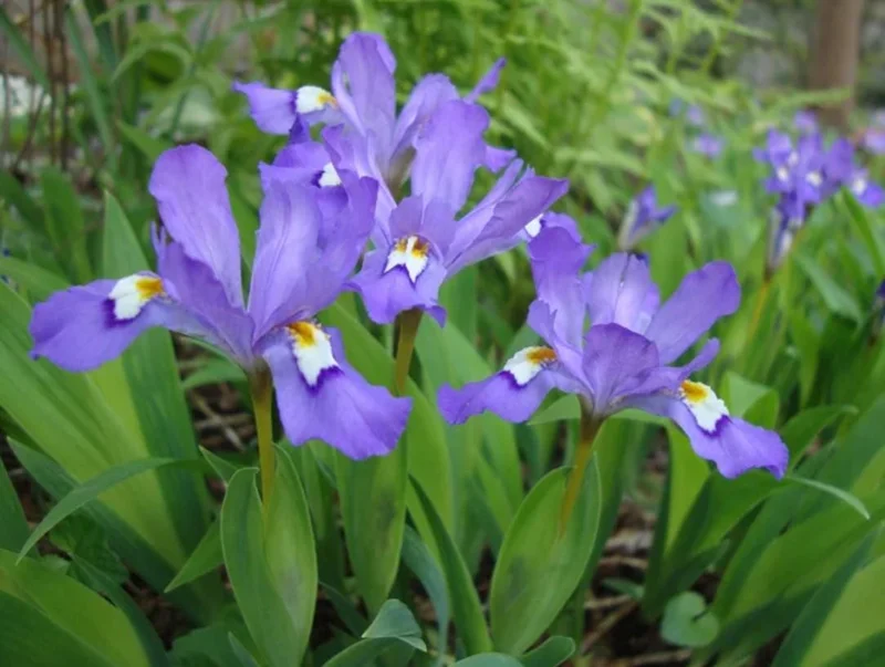 Crested Wild Iris Plant - Set of 5 Bare Roots - Iris cristata - Outdoor Perennial Flower Crested Wild Iris Plant - Set of 5 Bare Roots - Iris cristata - Outdoor Perennial Flower - Image 7