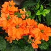 Crossandra Live Plant Set of 3 Salmon-Orange Firecracker Flowers 4-9 Inch Tall Indoor Outdoor Ornamental - Image 1