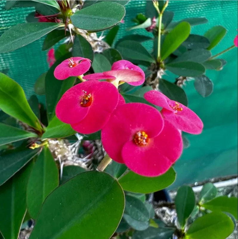 Crown of Thorns Live Plant - Dark Pink Euphorbia Milii - Succulent Cactus - 4-6 Inch Tall Crown of Thorns Live Plant - Dark Pink Euphorbia Milii - Succulent Cactus - 4-6 Inch Tall - Image 2