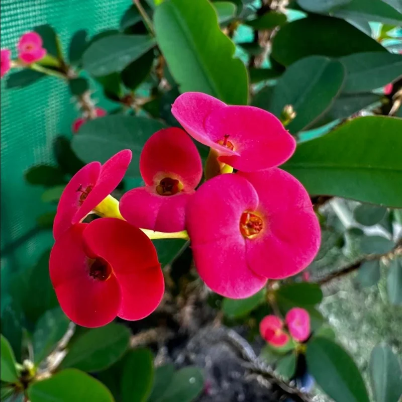 Crown of Thorns Live Plant - Dark Pink Euphorbia Milii - Succulent Cactus - 4-6 Inch Tall Crown of Thorns Live Plant - Dark Pink Euphorbia Milii - Succulent Cactus - 4-6 Inch Tall - Image 3