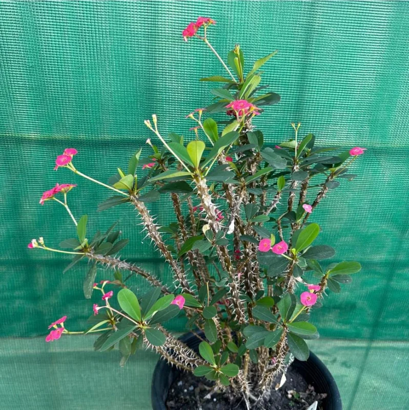 Crown of Thorns Live Plant - Dark Pink Euphorbia Milii - Succulent Cactus - 4-6 Inch Tall Crown of Thorns Live Plant - Dark Pink Euphorbia Milii - Succulent Cactus - 4-6 Inch Tall - Image 5