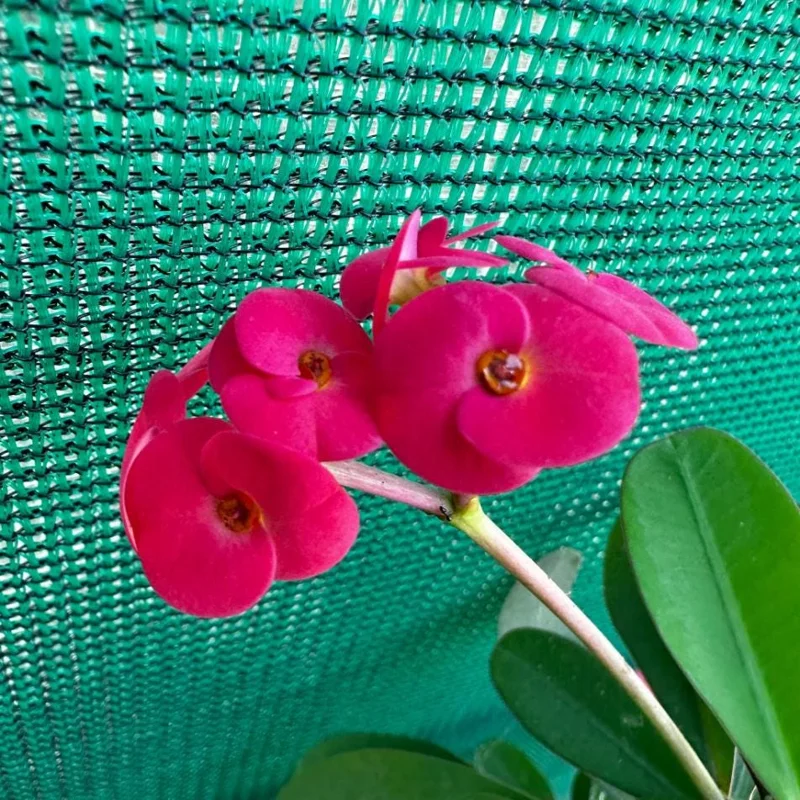 Crown of Thorns Live Plant - Dark Pink Euphorbia Milii - Succulent Cactus - 4-6 Inch Tall Crown of Thorns Live Plant - Dark Pink Euphorbia Milii - Succulent Cactus - 4-6 Inch Tall - Image 6