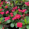 Crown of Thorns Live Plant - Dark Pink Euphorbia Milii - Succulent Cactus - 4-6 Inch Tall - Image 1