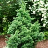 Cryptomeria Japonica Black Dragon Japanese Cedar Live Plant 6-12" Tall 1 Quart Pot Evergreen Shrub Outdoor - Image 1