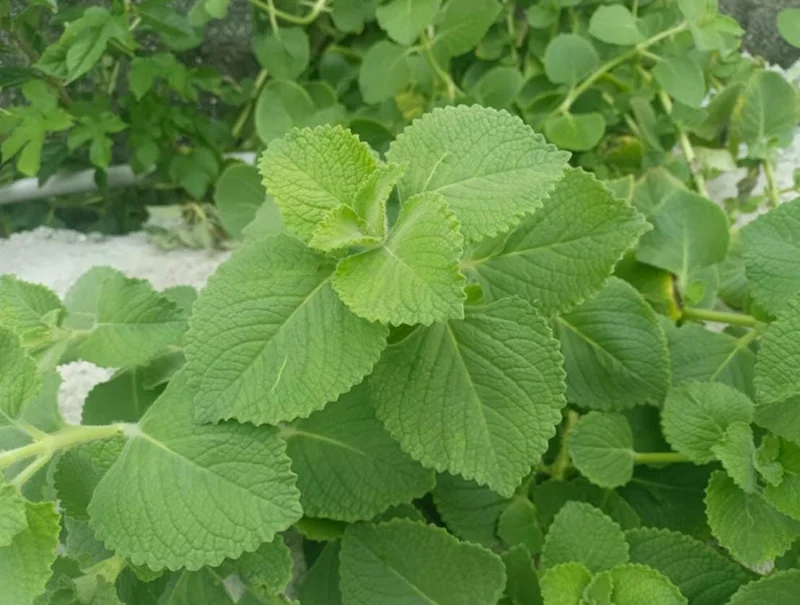 Cuban Oregano Live Plant - 4-6" Tall - Plectranthus amboinicus - Edible Aromatic Herb - Indoor/Outdoor Cuban Oregano Live Plant - 4-6" Tall - Plectranthus amboinicus - Edible Aromatic Herb - Indoor/Outdoor - Image 1