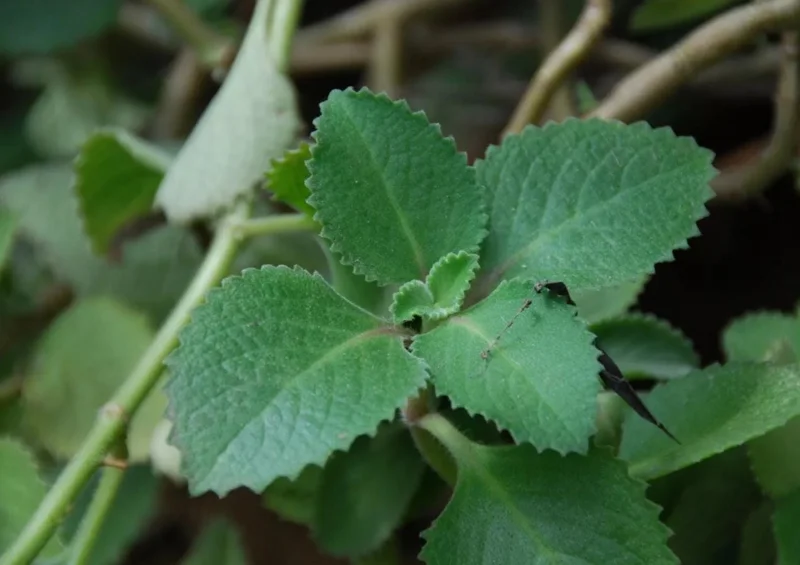 Cuban Oregano Live Plant - 4-6" Tall - Plectranthus amboinicus - Edible Aromatic Herb - Indoor/Outdoor Cuban Oregano Live Plant - 4-6" Tall - Plectranthus amboinicus - Edible Aromatic Herb - Indoor/Outdoor - Image 4