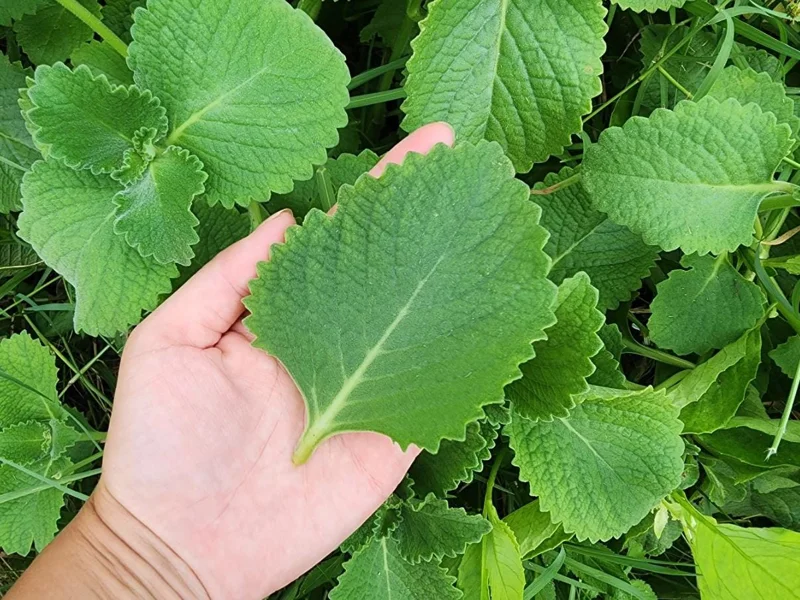 Cuban Oregano Live Plant - 4-6" Tall - Plectranthus amboinicus - Edible Aromatic Herb - Indoor/Outdoor Cuban Oregano Live Plant - 4-6" Tall - Plectranthus amboinicus - Edible Aromatic Herb - Indoor/Outdoor - Image 5