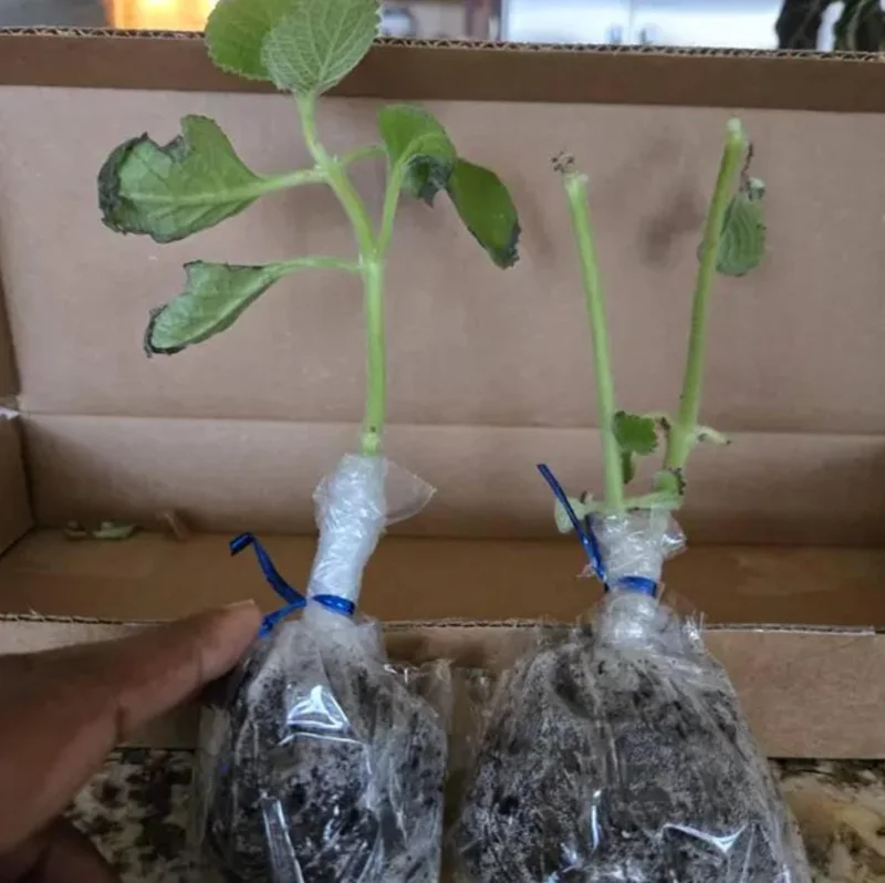 Cuban Oregano Live Plant - 4-6" Tall - Plectranthus amboinicus - Edible Aromatic Herb - Indoor/Outdoor Cuban Oregano Live Plant - 4-6" Tall - Plectranthus amboinicus - Edible Aromatic Herb - Indoor/Outdoor - Image 8