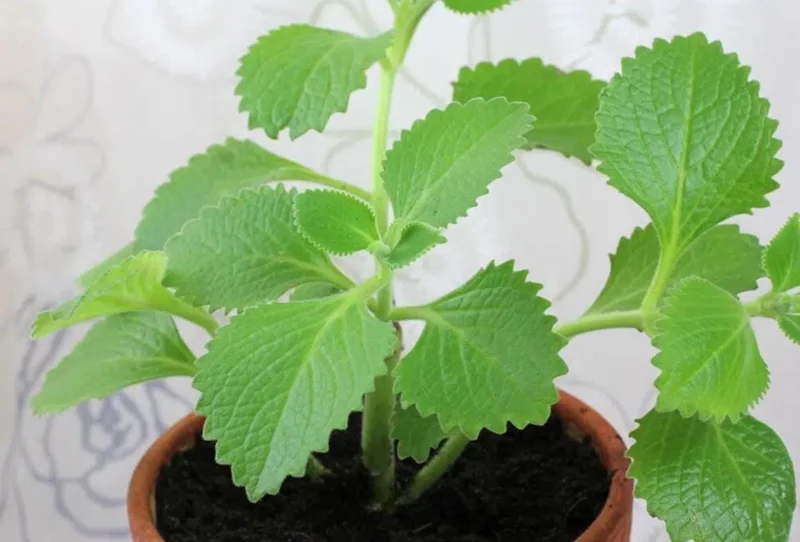 Cuban Oregano Live Plant - 4-6" Tall - Plectranthus amboinicus - Edible Aromatic Herb - Indoor/Outdoor Cuban Oregano Live Plant - 4-6" Tall - Plectranthus amboinicus - Edible Aromatic Herb - Indoor/Outdoor - Image 9