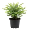 Curry Leaf Live Plant in 4-inch Pot - 5-9 Inches Tall - Culinary Fragrant Herb - Image 1