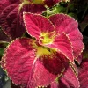 Dipped in Wine Coleus Live Plant – Set of 3 Starter Plants – 5-9" Tall – Ornamental Foliage - Image 1