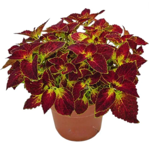 Dipt In Wine Coleus Live Starter Plant - 3 Pack, Magenta Red Foliage, 4-8 Inch Tall - Image 2
