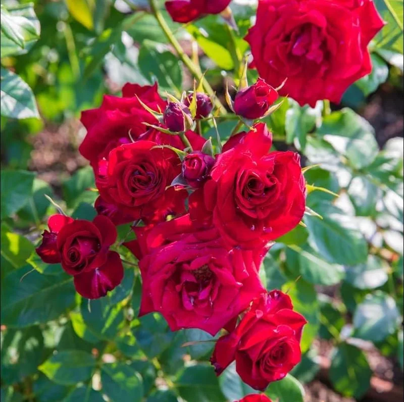 Don Juan Red Climbing Rose Live Plant – Fragrant Bush, 4 to 6 Inch Tall, Outdoor Don Juan Red Climbing Rose Live Plant – Fragrant Bush, 4 to 6 Inch Tall, Outdoor - Image 3