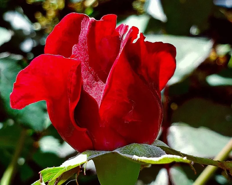 Don Juan Red Climbing Rose Live Plant – Fragrant Bush, 4 to 6 Inch Tall, Outdoor Don Juan Red Climbing Rose Live Plant – Fragrant Bush, 4 to 6 Inch Tall, Outdoor - Image 5