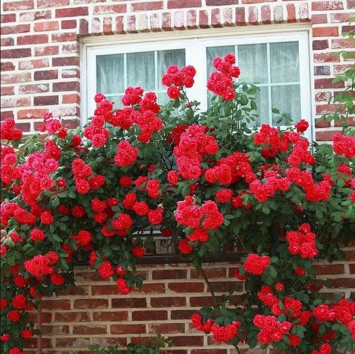 Don Juan Red Climbing Rose Live Plant – Fragrant Bush, 4 to 6 Inch Tall, Outdoor Don Juan Red Climbing Rose Live Plant – Fragrant Bush, 4 to 6 Inch Tall, Outdoor - Image 6