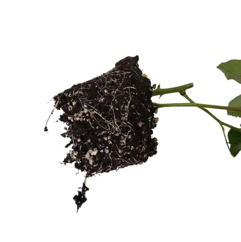 Don Juan Red Climbing Rose Live Plant – Fragrant Bush, 4 to 6 Inch Tall, Outdoor Don Juan Red Climbing Rose Live Plant – Fragrant Bush, 4 to 6 Inch Tall, Outdoor - Image 7