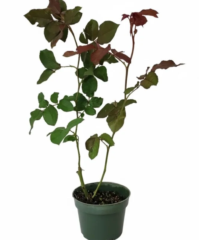 Don Juan Red Climbing Rose Live Plant – Fragrant Bush, 4 to 6 Inch Tall, Outdoor Don Juan Red Climbing Rose Live Plant – Fragrant Bush, 4 to 6 Inch Tall, Outdoor - Image 8