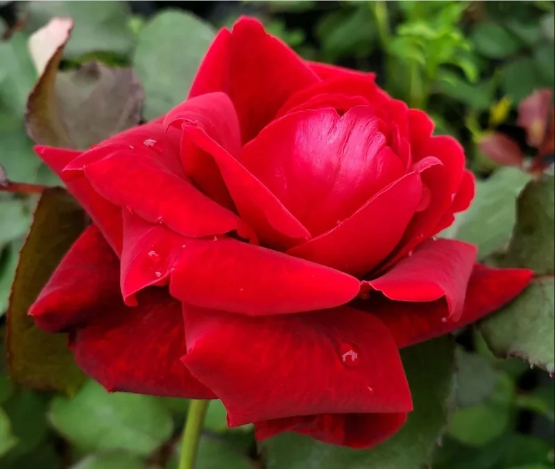 Don Juan Red Climbing Rose Live Plant – Fragrant Bush, 4 to 6 Inch Tall, Outdoor Don Juan Red Climbing Rose Live Plant – Fragrant Bush, 4 to 6 Inch Tall, Outdoor - Image 1