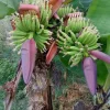 Double Mahoi Banana Live Plant - Dwarf Cavendish Fruit Tree, 4-6 Inch Tall - Image 1
