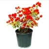 Double Red Bougainvillea Live Plants – Set of 2 Starter Vines, 4-6 Inch Tall, Outdoor Perennial - Image 1