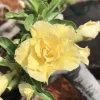 Double Yellow Desert Rose Live Plant - Adenium Obesum Starter 4-6" Tall - Indoor/Outdoor - Image 1
