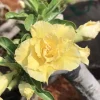 Double Yellow Desert Rose Live Plant - Adenium Obesum Starter - 4-6" Tall - Healthy Root Double Yellow Desert Rose Live Plant - Adenium Obesum Starter - 4-6" Tall - Healthy Root - Image 1