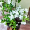 Downy Jasmine Live Plant – Jasminum Multiflorum Seedling – Fragrant Jessamine Shrub 5-7 Inch Tall – Outdoor - Image 1