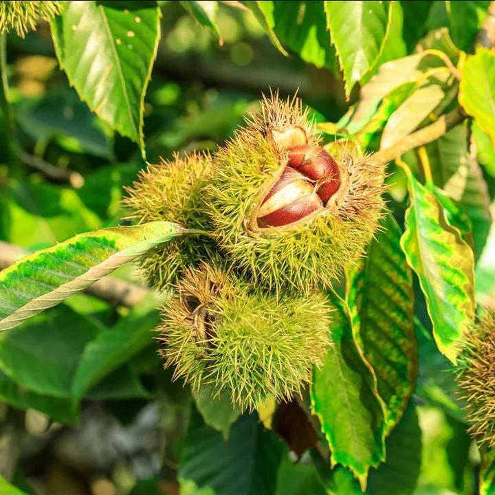 Dunstan Chestnut Tree Hybrid Bare Root, Fast-Growing Nut Tree, 10-20 Inch Tall, Outdoor Plant Dunstan Chestnut Tree Hybrid Bare Root, Fast-Growing Nut Tree, 10-20 Inch Tall, Outdoor Plant - Image 3