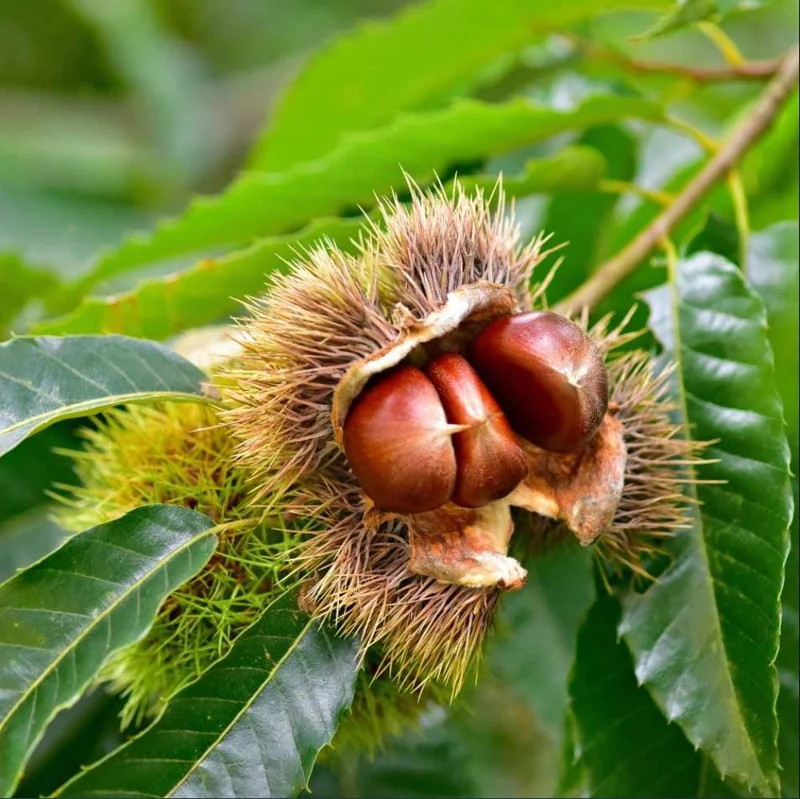 Dunstan Chestnut Tree Hybrid Bare Root, Fast-Growing Nut Tree, 10-20 Inch Tall, Outdoor Plant Dunstan Chestnut Tree Hybrid Bare Root, Fast-Growing Nut Tree, 10-20 Inch Tall, Outdoor Plant - Image 1