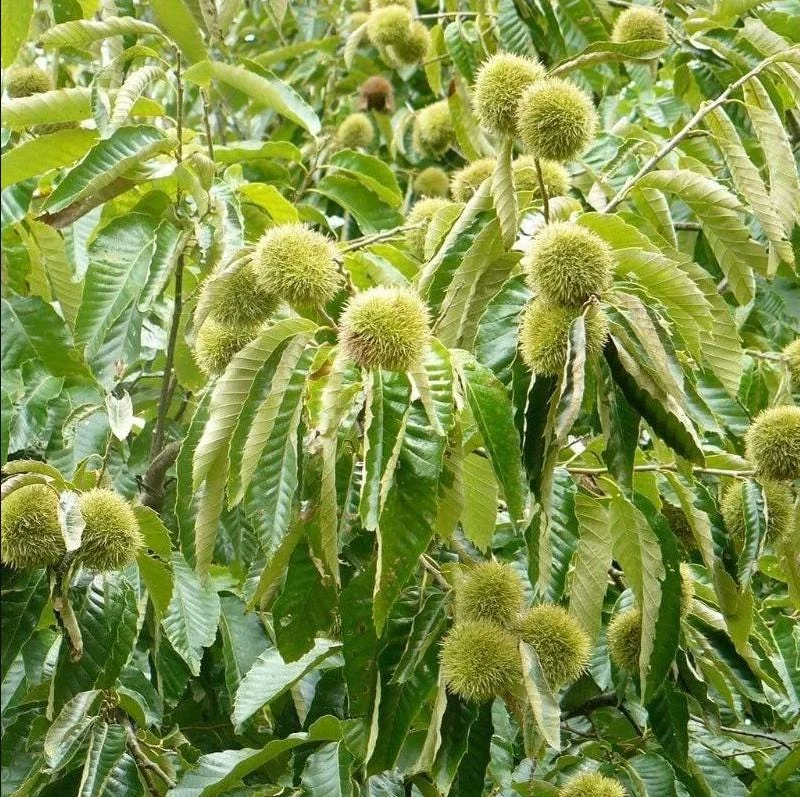 Dunstan Chestnut Tree Hybrid Bare Root, Fast-Growing Nut Tree, 10-20 Inch Tall, Outdoor Plant Dunstan Chestnut Tree Hybrid Bare Root, Fast-Growing Nut Tree, 10-20 Inch Tall, Outdoor Plant - Image 4