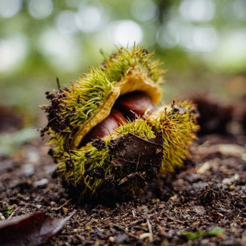Dunstan Chestnut Tree Hybrid Bare Root, Fast-Growing Nut Tree, 10-20 Inch Tall, Outdoor Plant Dunstan Chestnut Tree Hybrid Bare Root, Fast-Growing Nut Tree, 10-20 Inch Tall, Outdoor Plant - Image 5