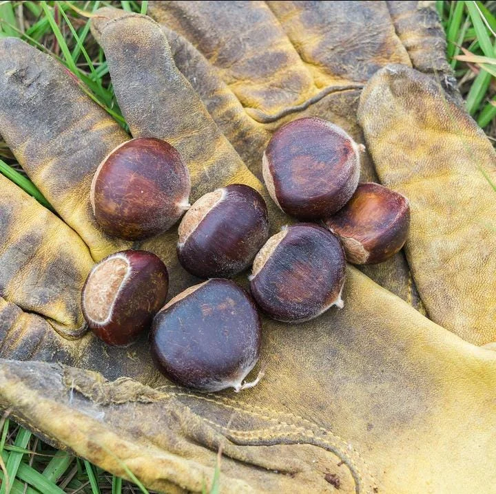 Dunstan Chestnut Tree Hybrid Bare Root, Fast-Growing Nut Tree, 10-20 Inch Tall, Outdoor Plant Dunstan Chestnut Tree Hybrid Bare Root, Fast-Growing Nut Tree, 10-20 Inch Tall, Outdoor Plant - Image 7