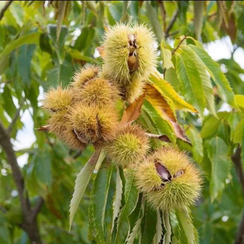 Dunstan Chestnut Tree Hybrid Bare Root, Fast-Growing Nut Tree, 10-20 Inch Tall, Outdoor Plant Dunstan Chestnut Tree Hybrid Bare Root, Fast-Growing Nut Tree, 10-20 Inch Tall, Outdoor Plant - Image 8