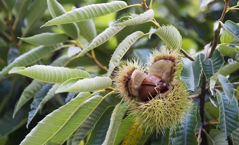 Dunstan Chestnut Tree Hybrid Bare Root, Fast-Growing Nut Tree, 10-20 Inch Tall, Outdoor Plant Dunstan Chestnut Tree Hybrid Bare Root, Fast-Growing Nut Tree, 10-20 Inch Tall, Outdoor Plant - Image 9