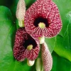 Dutchman's Pipe Vine Live Plant – Calico Flower, 4-6 Inch Tall - Image 1