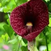 Dutchman's Pipe Vine Plant - Live Aristolochia Plant 5-9 inches Tall - Outdoor Climbing Vine Dutchman's Pipe Vine Plant - Live Aristolochia Plant 5-9 inches Tall - Outdoor Climbing Vine - Image 1