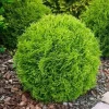 Dwarf Arborvitae Live Plant – 6" Tall – 1qt Pot – Thuja occidentalis – Evergreen Shrub - Image 1